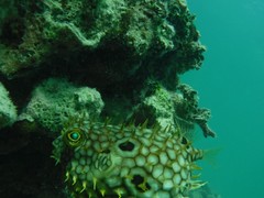 Chilomycterus antillarum