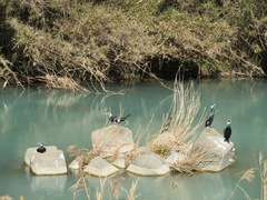 Phalacrocorax carbo hanedae