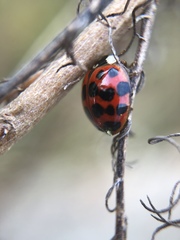 Harmonia axyridis