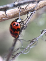 Harmonia axyridis