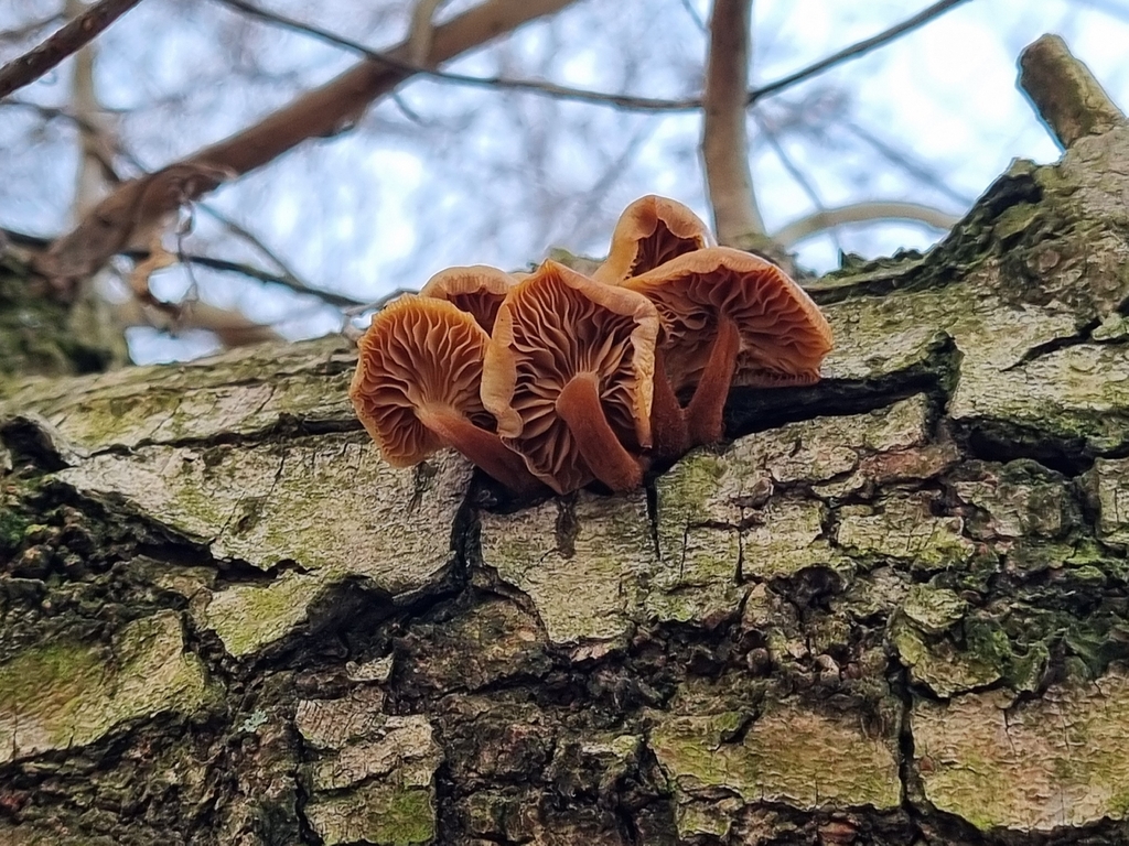 Flammulina elastica