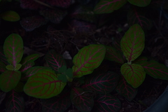 Fittonia albivenis