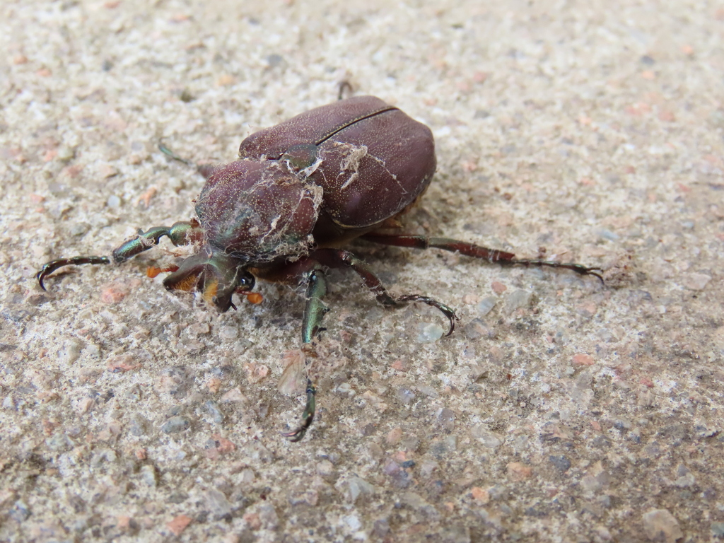 Inca pulverulentus