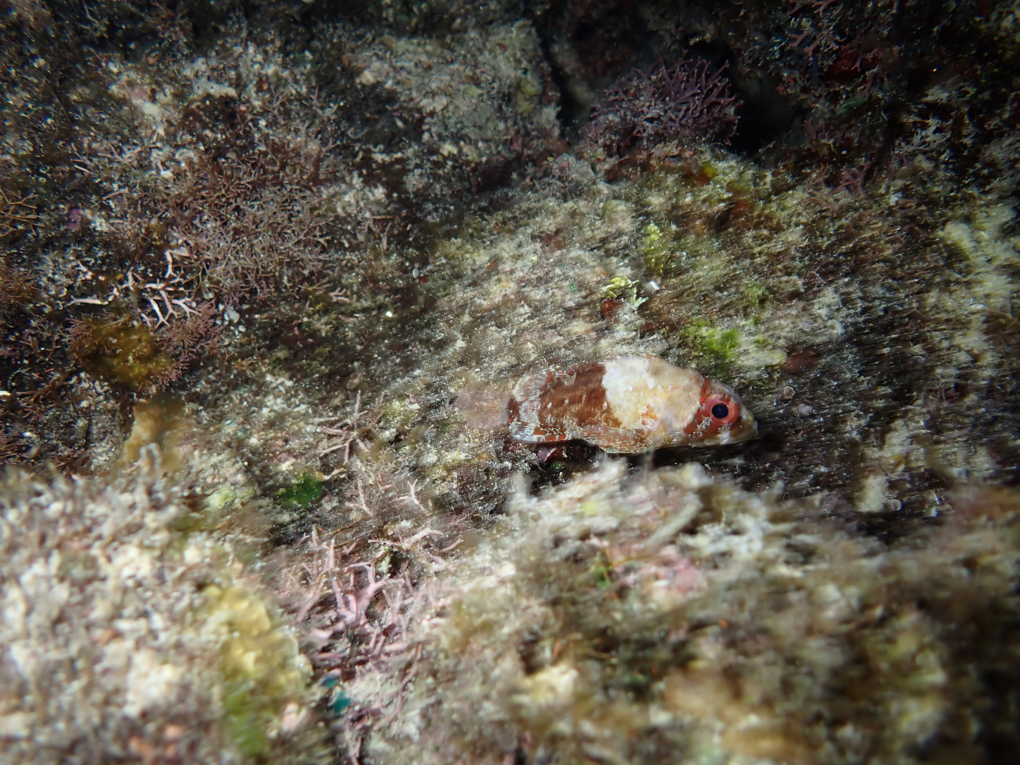 Lowfin Scorpionfish photo 3