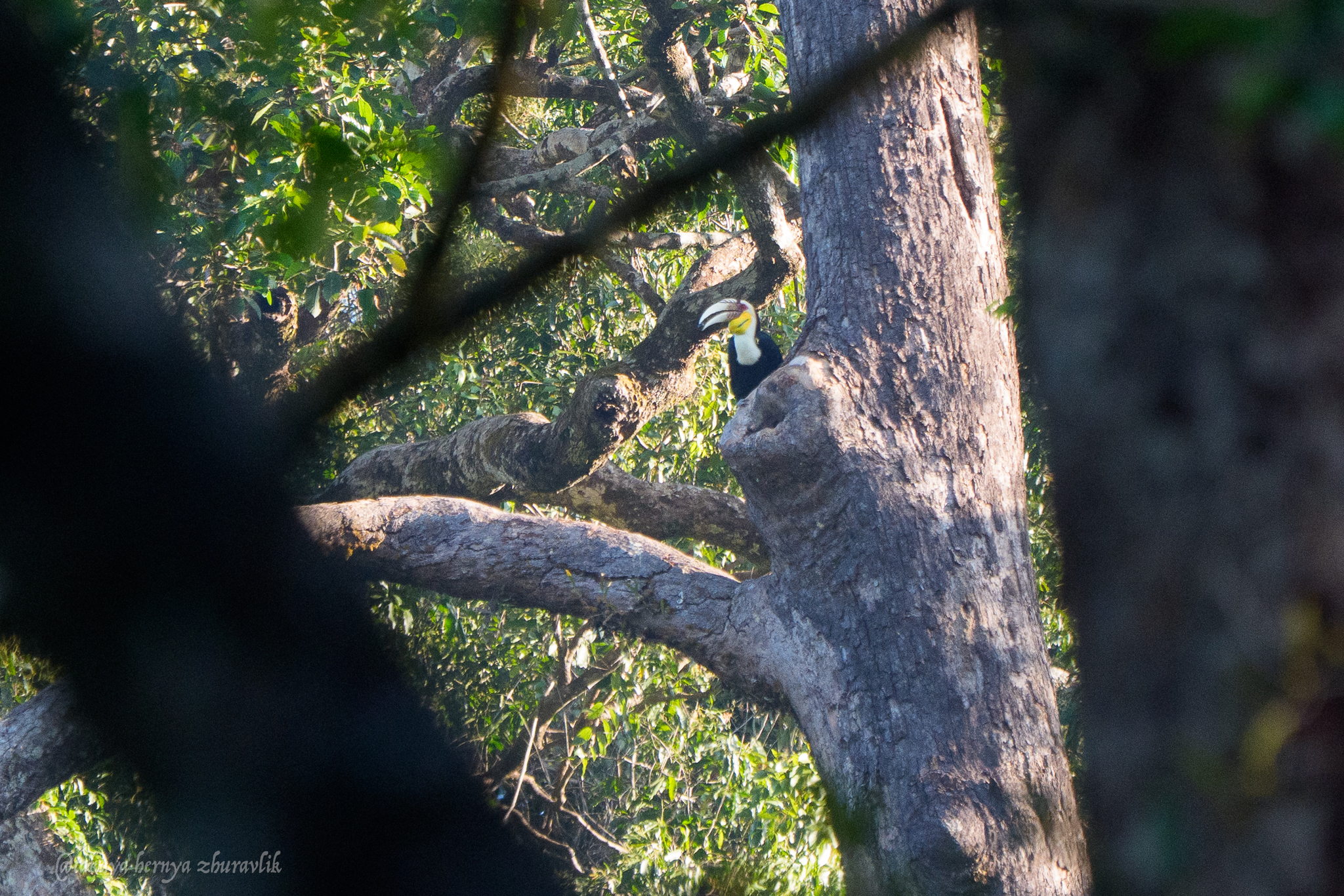 Wreathed Hornbill (Rhyticeros undulatus), photo 9