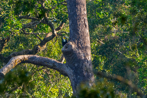 Wreathed Hornbill (Rhyticeros undulatus), photo 10