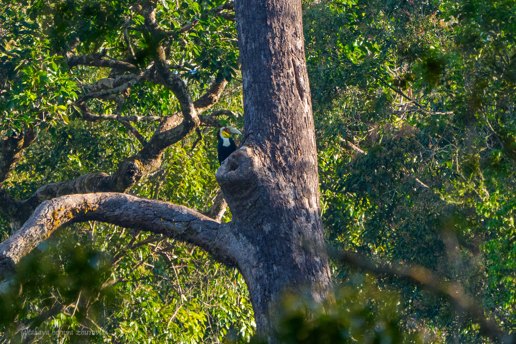 Wreathed Hornbill (Rhyticeros undulatus), photo 10
