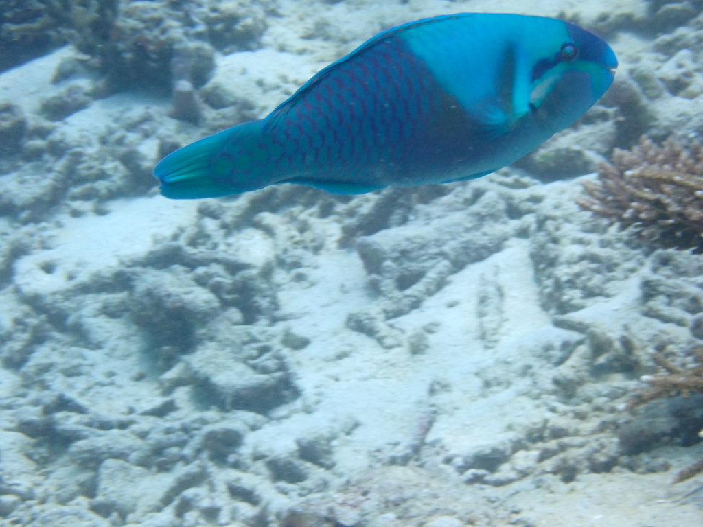 Blue-bridle Parrotfish (Scarus dimidiatus)