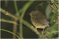 Pseudotriccus pelzelni