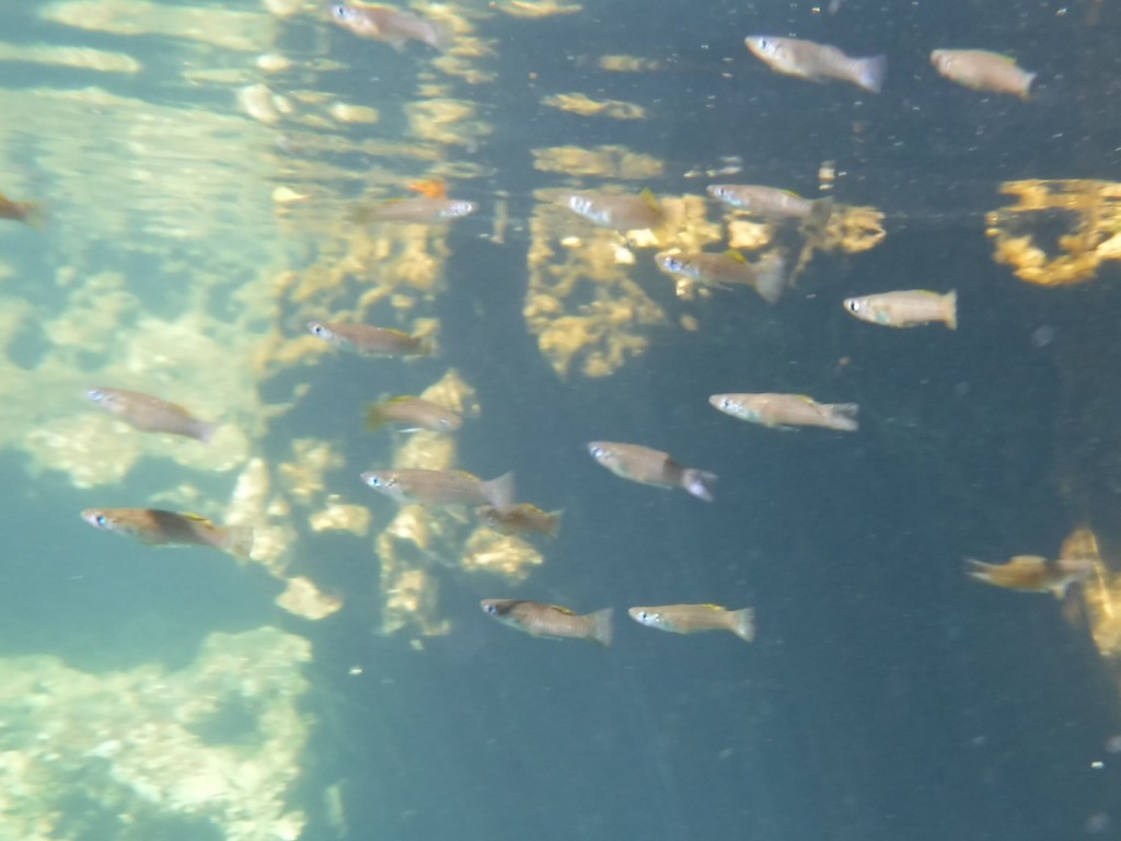 Cuban Gambusia