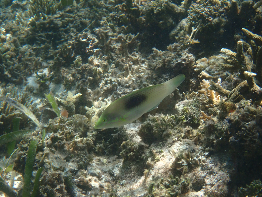Black-blotched wrasse (Halichoeres chloropterus)