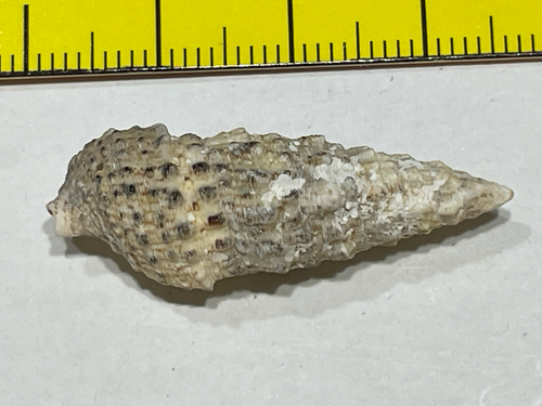 Thericium vulgatum