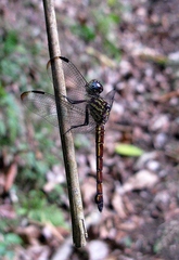 Cannaphila insularis