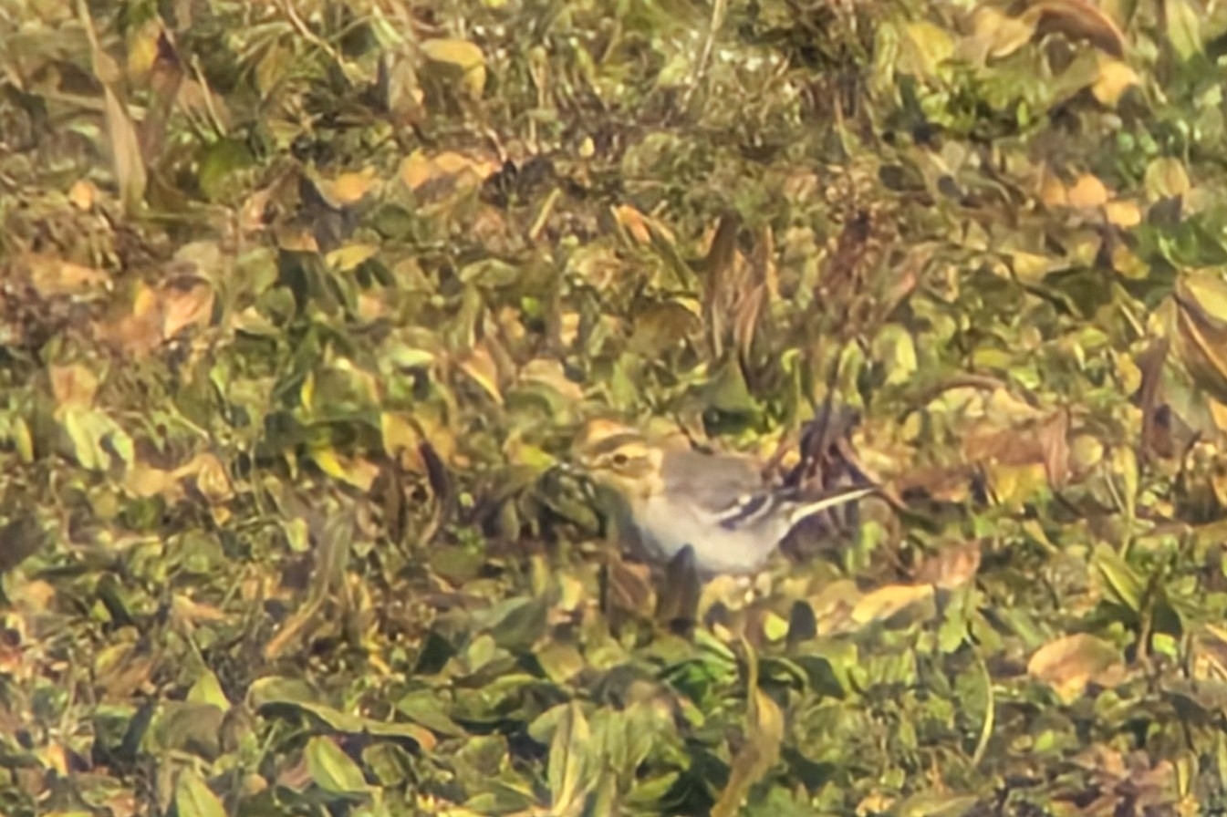 Citrine Wagtail (Motacilla citreola), photo 5