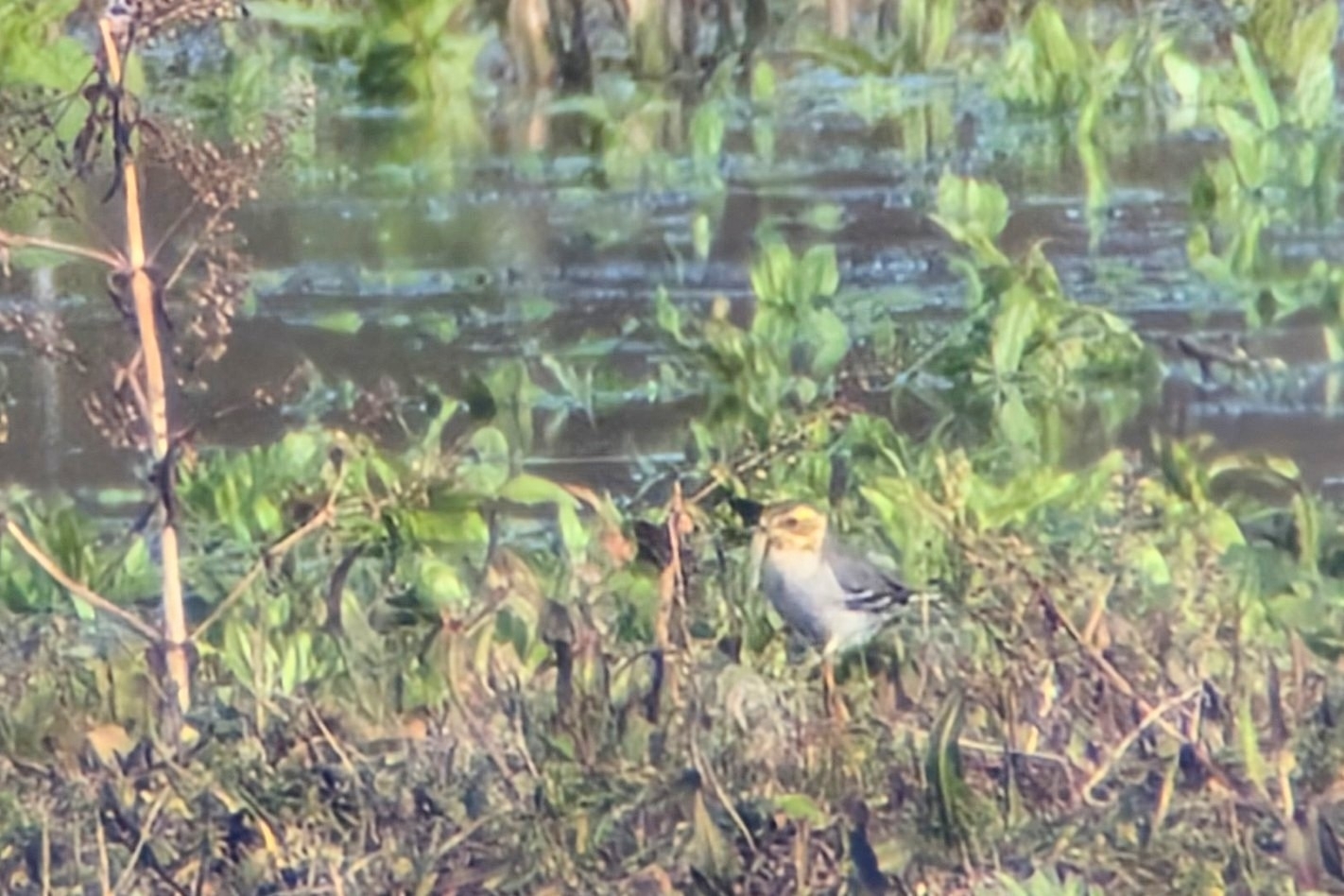 Citrine Wagtail (Motacilla citreola), photo 6