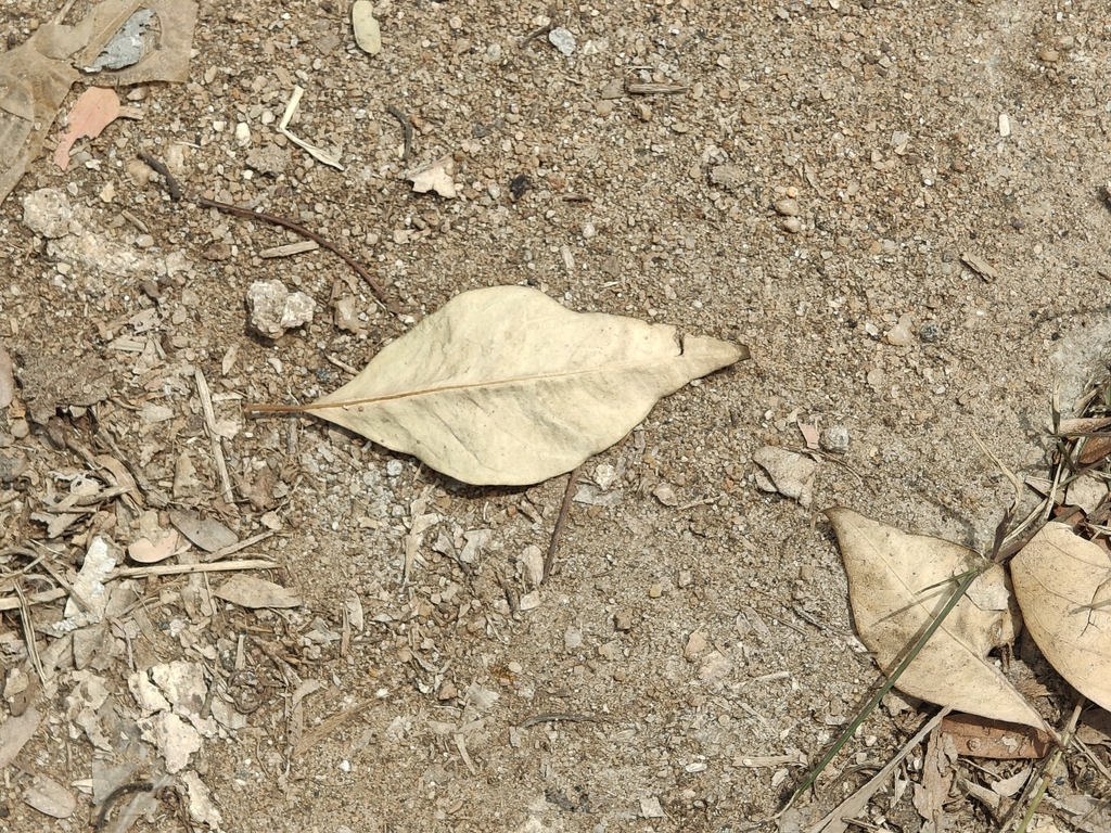 Crateva religiosa; photograph (c) P Jeganathan, some rights reserved (CC BY)