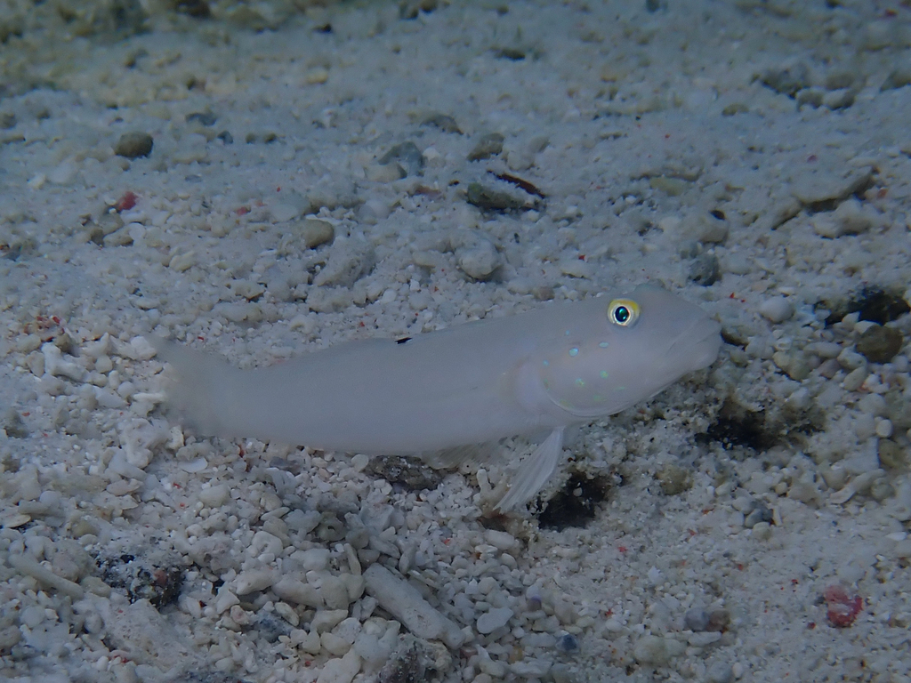 Blacktip goby (Valenciennea sexguttata)