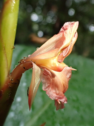 Ischnosiphon arouma (Ischnosiphon arouma)