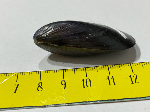 Mytilus galloprovincialis