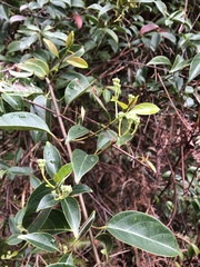 Urceola micrantha
