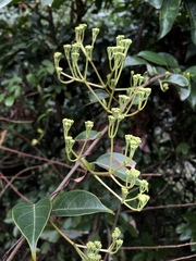 Urceola micrantha