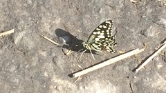 Papilio demoleus malayanus