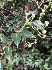 Urceola micrantha