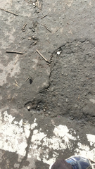 Papilio demoleus malayanus