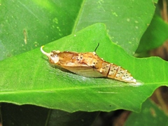 Pieriballia viardi