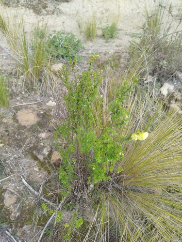 Calceolaria sparsiflora, photograph 2