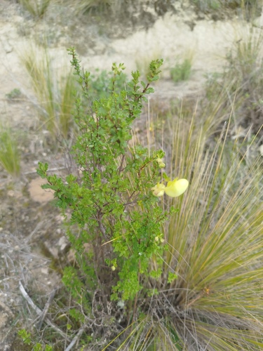 Calceolaria sparsiflora