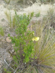 Calceolaria sparsiflora