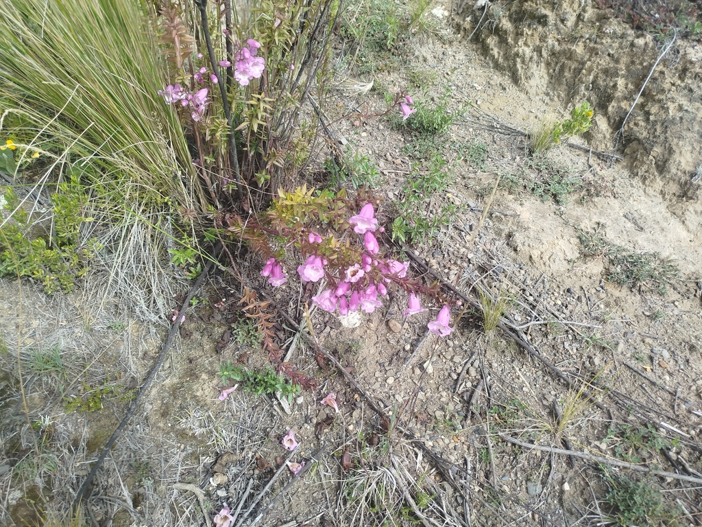 Agalinis brevifolia; photograph (c) Humber Alberto, some rights reserved (CC BY)
