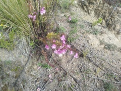 Agalinis brevifolia