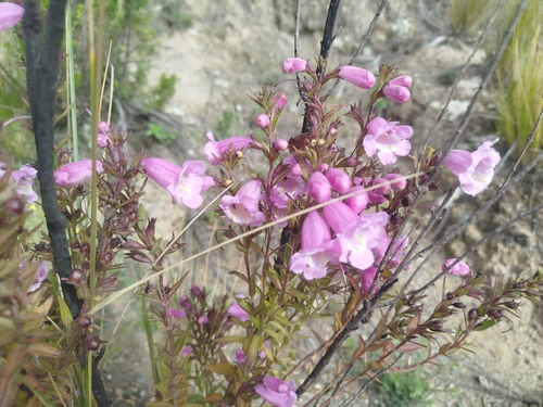 Agalinis brevifolia, photograph 1