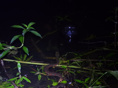 Triangle Keelback