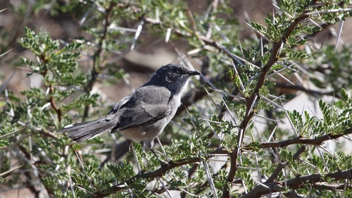Layard's Warbler (Curruca layardi), photo 3