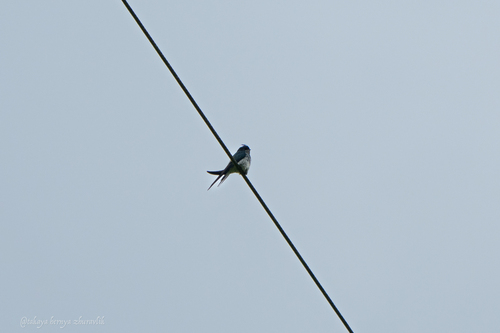 Grey-rumped Treeswift (Hemiprocne longipennis), photo 3