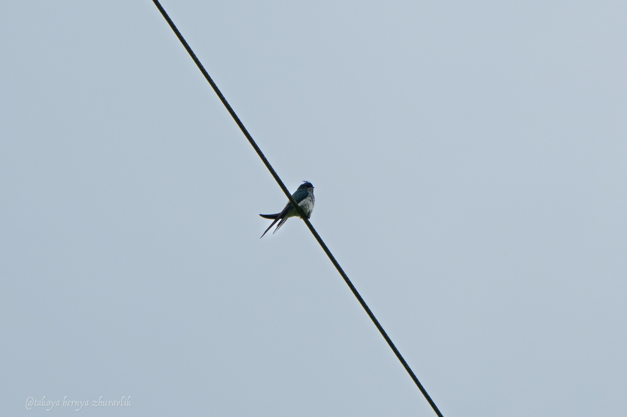 Grey-rumped Treeswift (Hemiprocne longipennis), photo 3