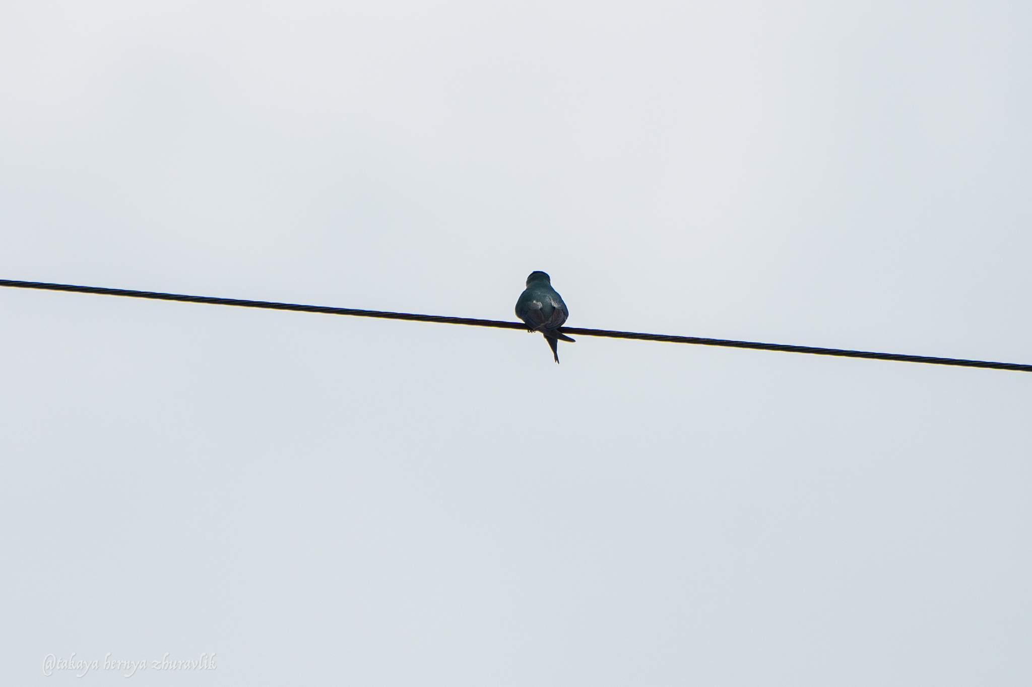 Grey-rumped Treeswift (Hemiprocne longipennis), photo 4