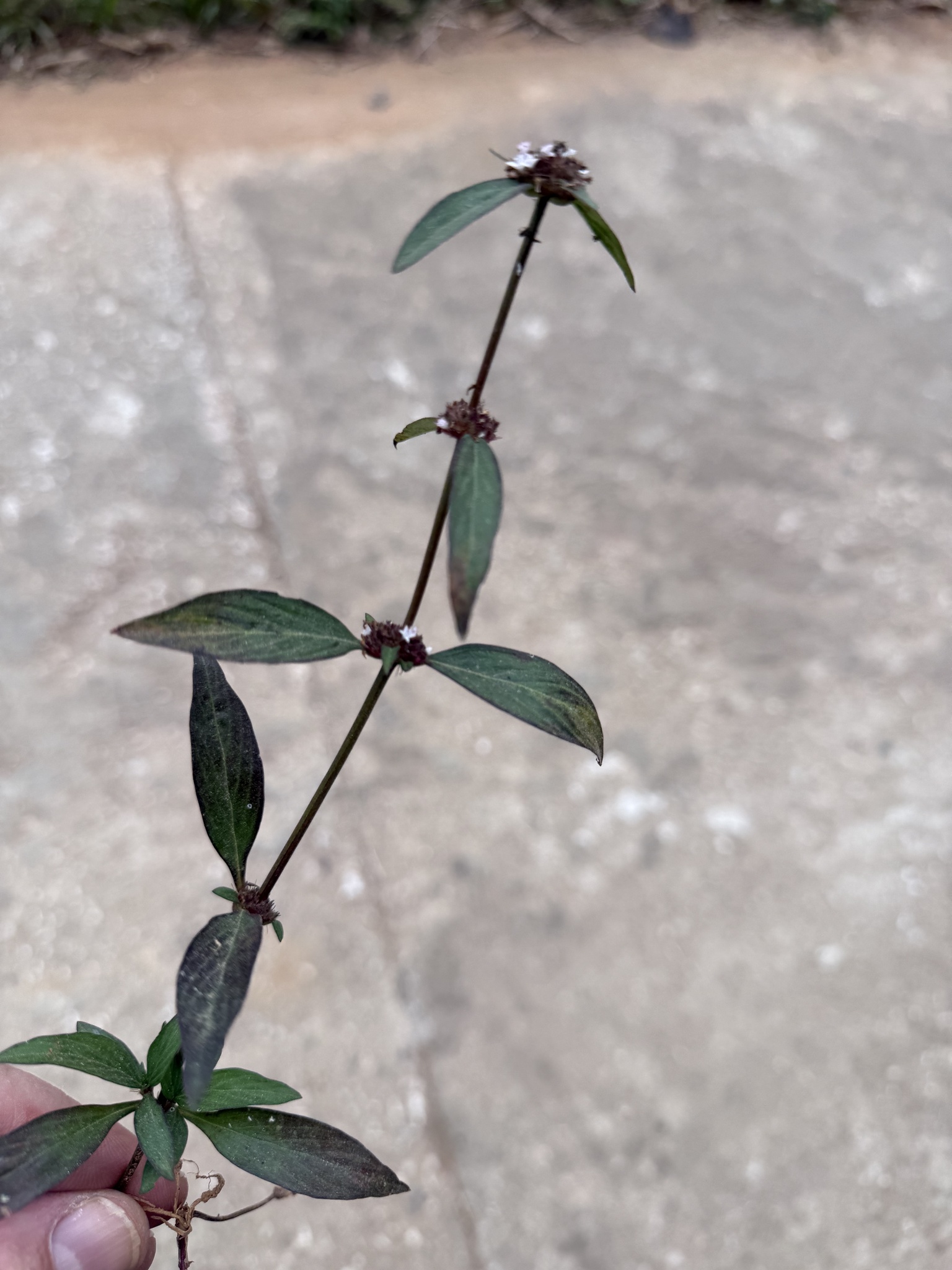 Spermacoce remota — ảnh 2