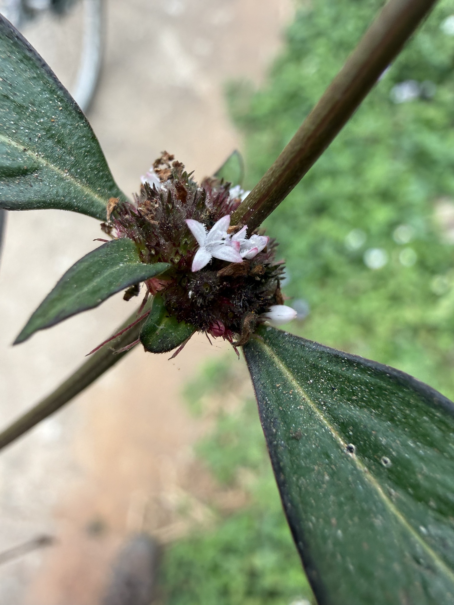 Spermacoce remota — ảnh 3