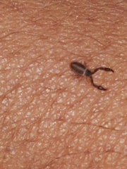 Pseudoscorpiones