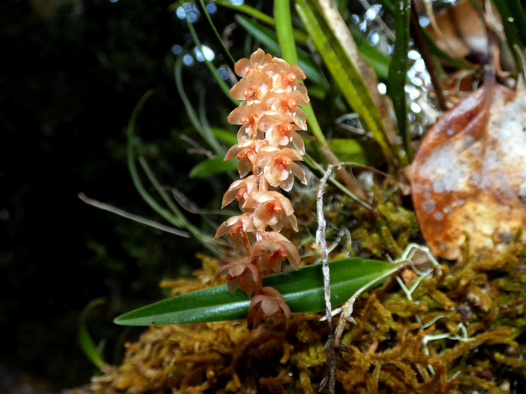 Coelogyne pterogyne