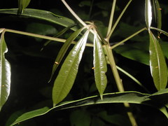 Pieriballia viardi