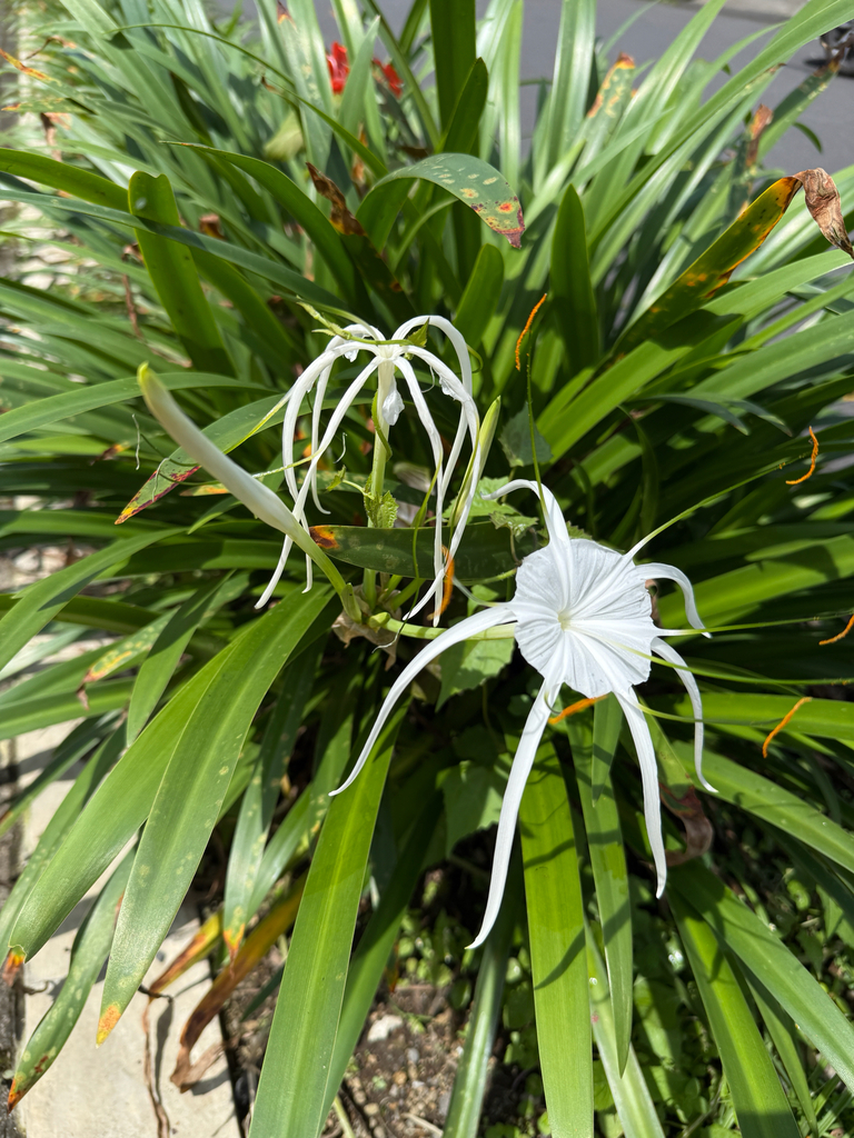 Beach Spiderlily (Hymenocallis littoralis)