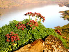 Lomatium columbianum