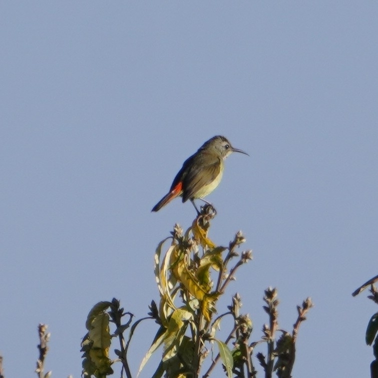 Fire-tailed Sunbird (Aethopyga ignicauda), photo 2