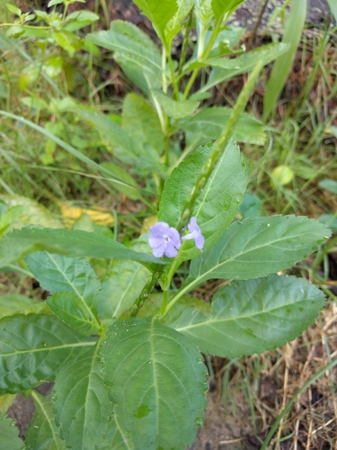 Blue Porterweed