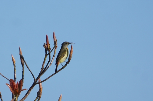 Fire-tailed Sunbird (Aethopyga ignicauda)